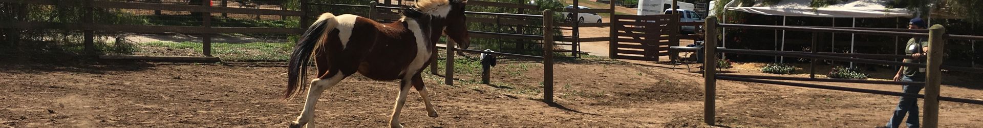 Bonsall Shutterstock 1038411034 Cropped